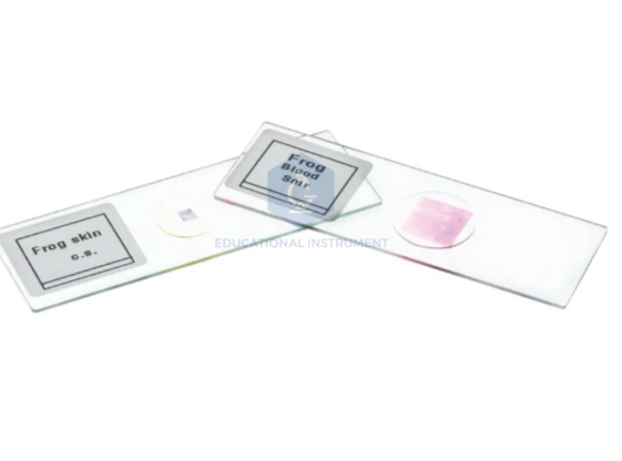 Plant Tissue Slide